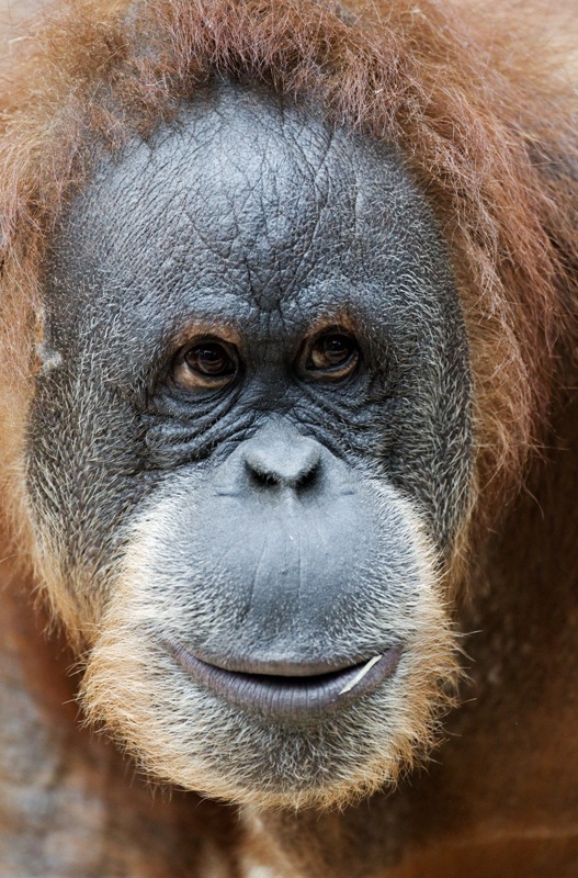 Upita, foto (c) Tomáš Adamec, Zoo Praha